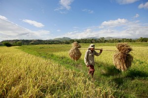 small scale farmer